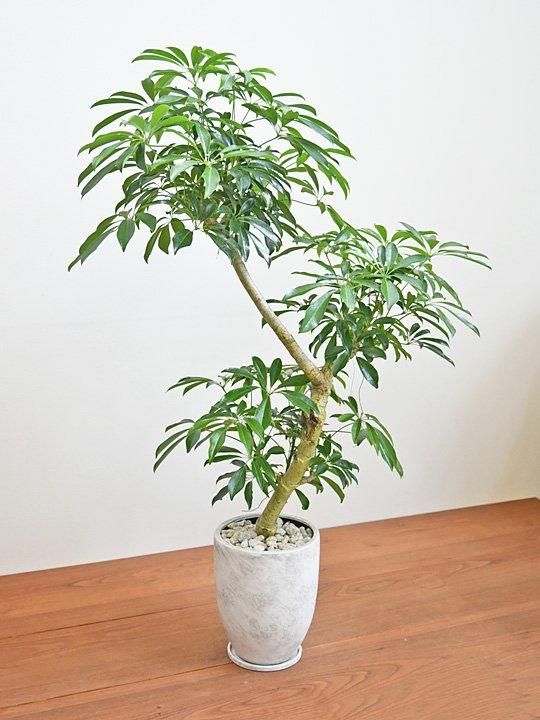 シェフレラ 102402 販売・通販 ［詳細ページ］ *tree tree*