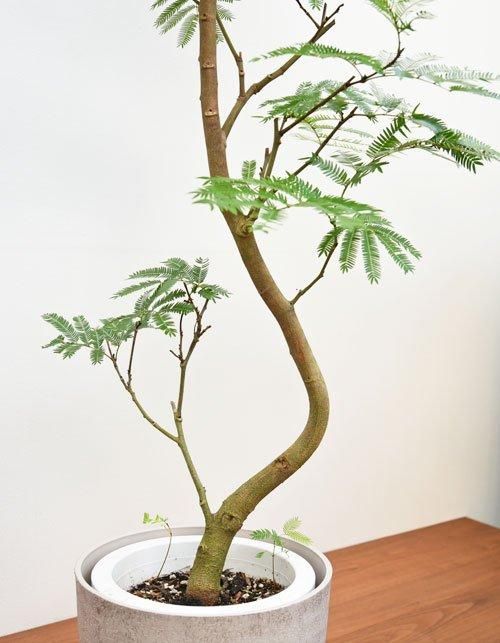 エバーフレッシュ 112401 販売・通販 ［詳細ページ］ *tree tree*