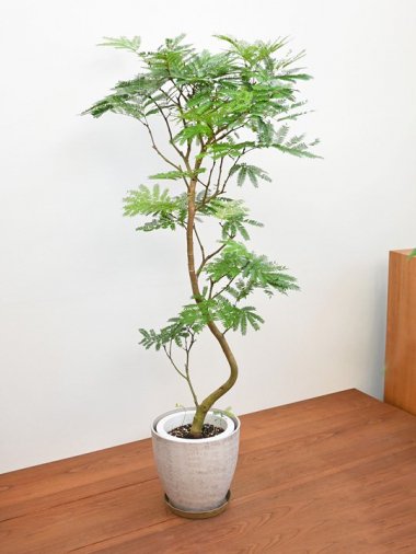 140～200cm - tree tree ～おしゃれな観葉植物 通販/interior plants shop～