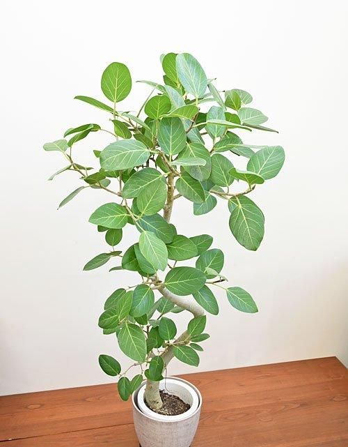 フィカス・ベンガレンシス 112401 通販 ［詳細ページ］ *tree tree*