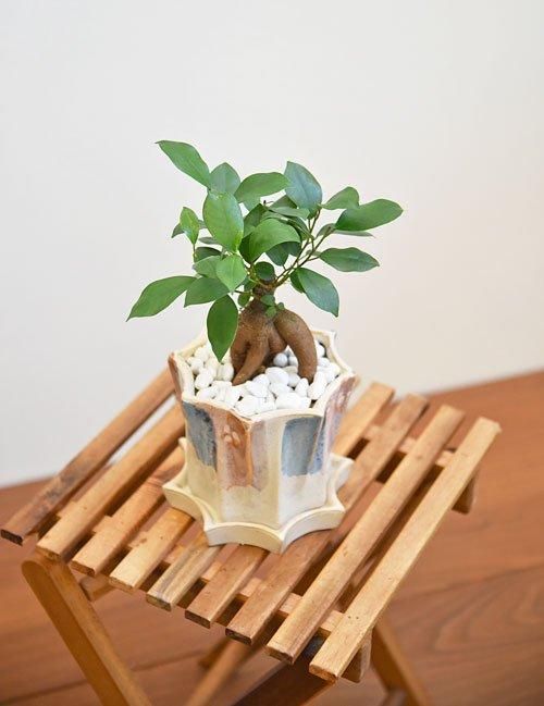 ガジュマル 04191 販売・通販［詳細ページ］ *tree tree*