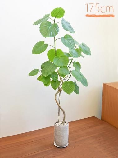 フィカス ウンベラータ 141cm 8号 S-shaped フィカス ウンベラータ 141cm 8号 S-shaped フィカス