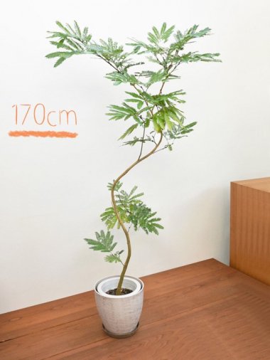 エバーフレッシュ - tree tree ～おしゃれな観葉植物 通販/interior plants shop～