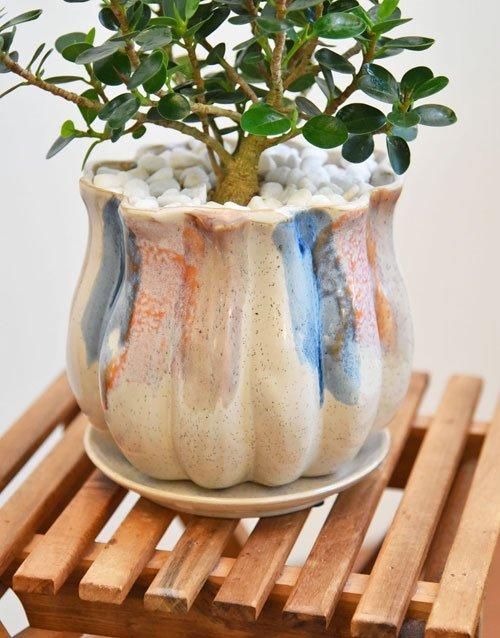 コパンダガジュマル 112401 販売・通販［詳細ページ］ *tree tree*