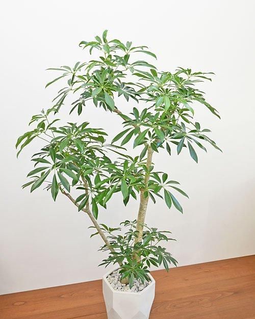 観葉植物 シェフレラ 185cm シェフレラ 112401 販売・通販 ［詳細ページ］ *tree tree*
