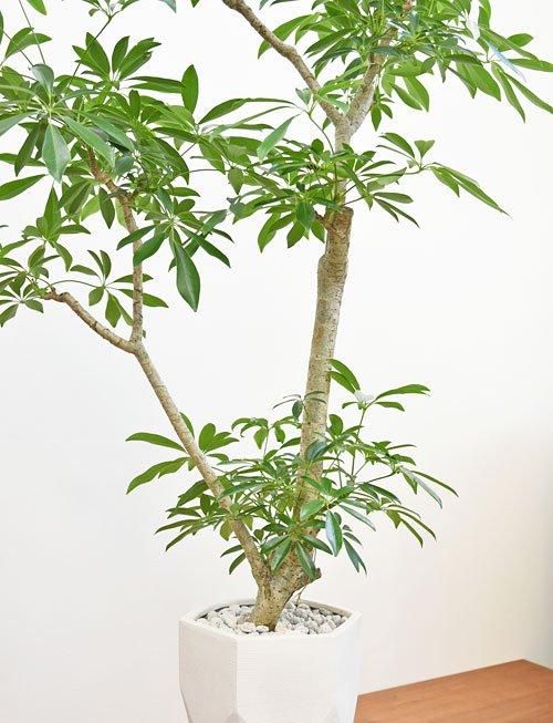 シェフレラ木立 m40001163472_1.jpg?1748855893