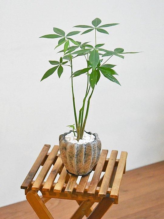 【バラ売り不可】アロマ軸植物族【エクストラ付き】 直前!!】蕾ガーベラ マゼマゼツボミMIX アドアーフローカ - 花材