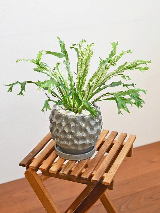 アスプレニウム・ニダス・バリエガータ 112401 販売・通販［詳細ページ