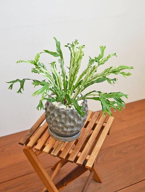 アスプレニウム・ニダス・バリエガータ 112401 販売・通販［詳細ページ