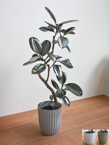 10,000～15,000円 - tree tree ～おしゃれな観葉植物 通販/interior plants shop～