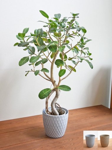 10,000～15,000円 - tree tree ～おしゃれな観葉植物 通販/interior plants shop～