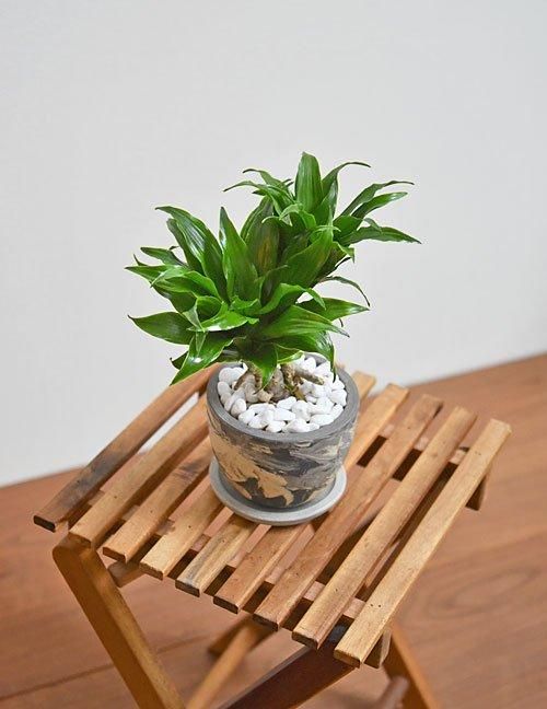 ドラセナ・コンパクタ 112401 販売・通販［詳細ページ］ *tree tree*