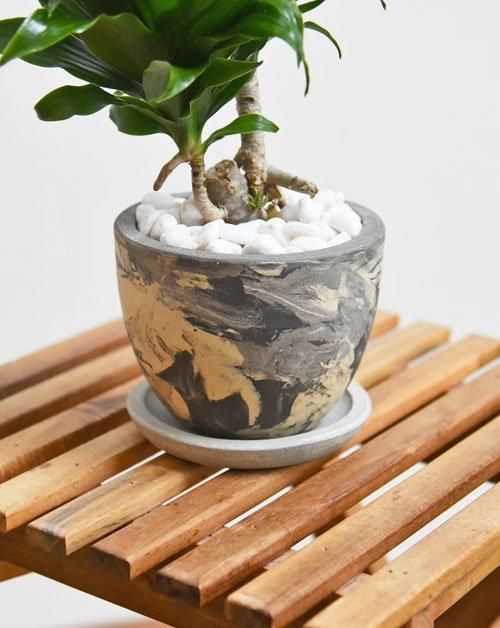 観葉植物 ドラセナ コンパクタ ドラセナ コンパクタ 【観葉植物 7号鉢／1個売り】｜ 【植物の