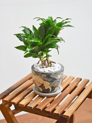 ドラセナ [一覧ページ] tree tree ～鉢植え観葉植物 通販/interior plants shop～