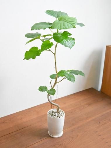 フィカス ウンベラータ 8号148cm S-shaped tree form フィカス