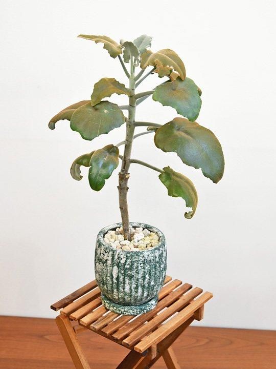 カランコエ・ベハレンシス 012501 販売・通販 ［詳細ページ］ *tree tree*