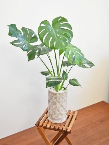 モンステラ - tree tree ~おしゃれな観葉植物 通販/interior モンステラ - tree tree ~おしゃれな観葉植物 通販/interior