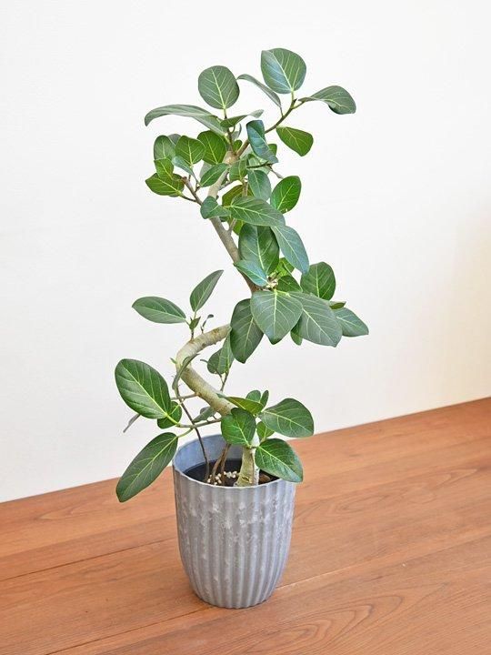 フィカス・ベンガレンシス 012503 通販 ［詳細ページ］ *tree tree*