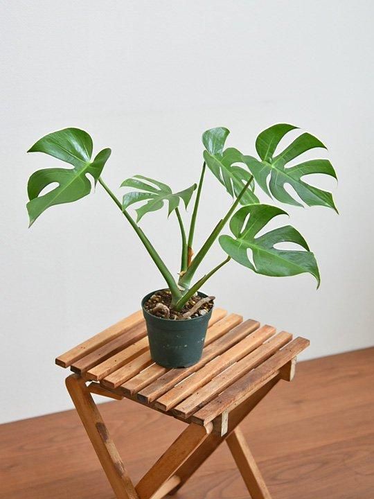 モンステラ・デリシオーサ・コンパクタ 012501 販売・通販 *tree