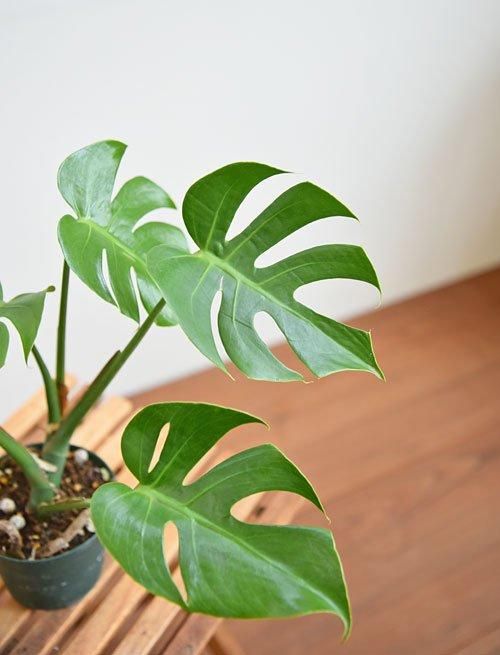 モンステラ・デリシオーサ・コンパクタ 012501 販売・通販 *tree