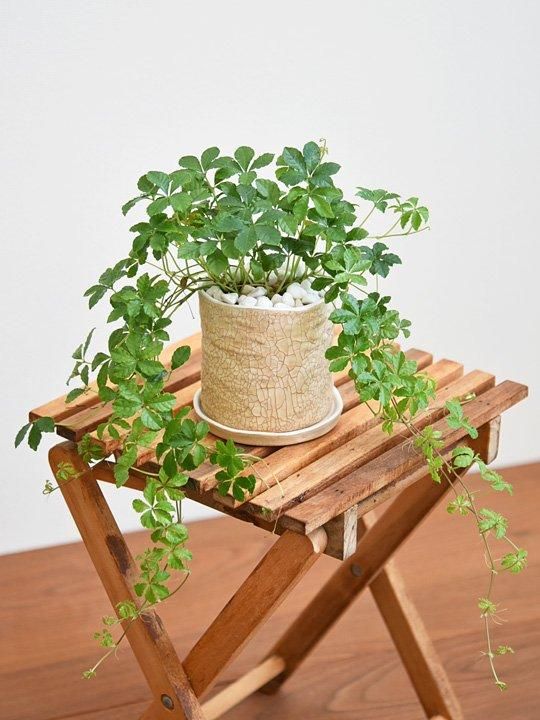 シュガーバイン 012501 販売・通販 ［詳細ページ］ *tree tree*