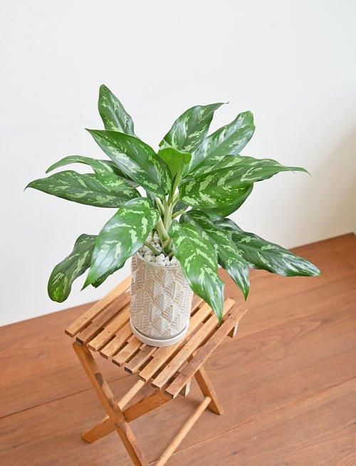 アグラオネマ・ホワイトマリア 012501 販売・通販 *tree tree*