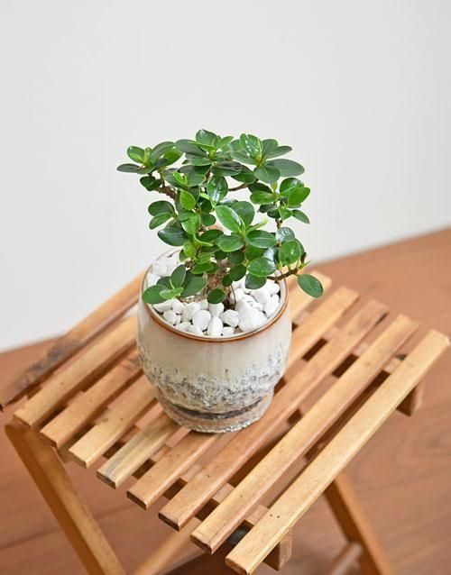 パンダガジュマル 022502 販売・通販［詳細ページ］ *tree tree*