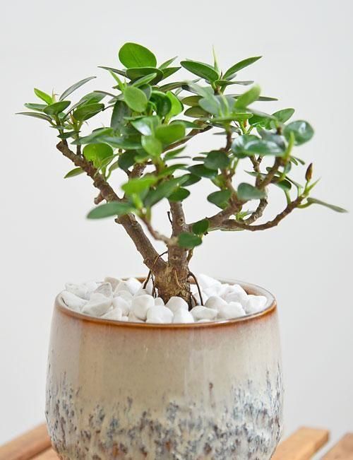 パンダガジュマル 022502 販売・通販［詳細ページ］ *tree tree*