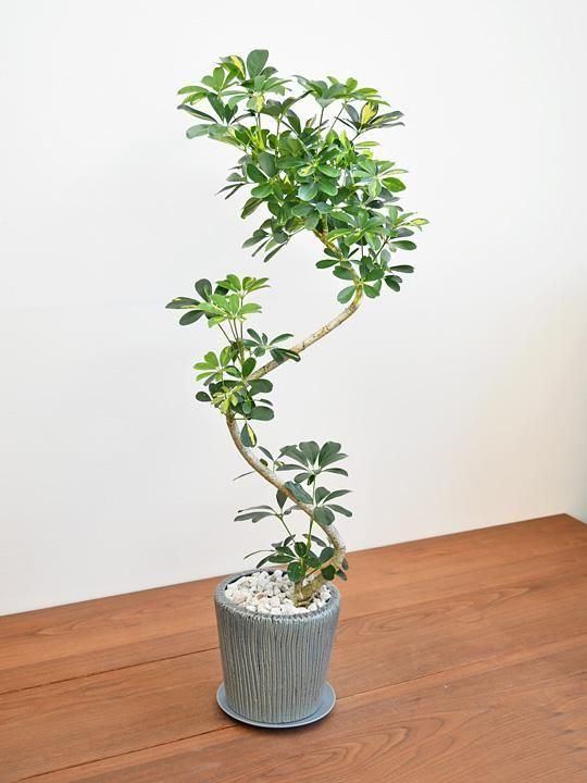 斑入り　シェフレラ　ハッピーイエロー　S字仕立て　陶器鉢　植え込み発送 斑入り シェフレラ ハッピーイエロー S字仕立て 陶器鉢 植え込み