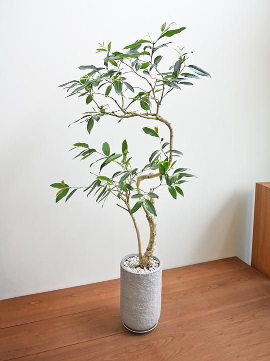アマゾンオリーブ 032501 販売・通販 *tree tree*
