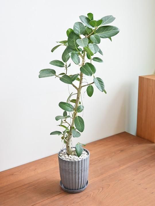 フィカス・ベンガレンシス 032501 通販 ［詳細ページ］ *tree tree*