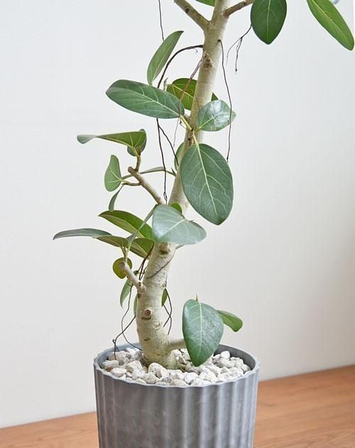 フィカス・ベンガレンシス 032501 通販 ［詳細ページ］ *tree tree*