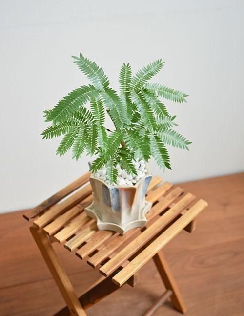エバーフレッシュ 032503 販売・通販 ［詳細ページ］ *tree tree*