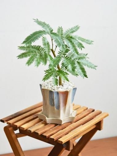 エバーフレッシュ - tree tree ～おしゃれな観葉植物 通販
