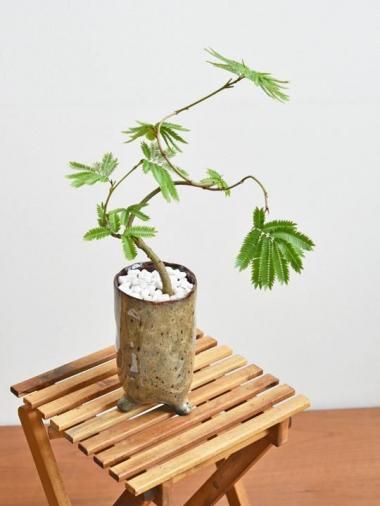 エバーフレッシュ - tree tree ~おしゃれな観葉植物 通販 エバーフレッシュ - tree tree ~おしゃれな観葉植物 通販
