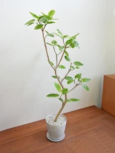 大きいサイズの観葉植物 - tree tree ～おしゃれな観葉植物 通販