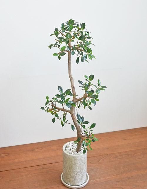 センカクガジュマル 斑入り センカクガジュマル 斑入り