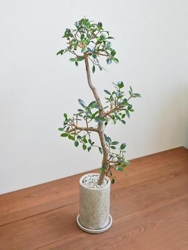 大きいサイズの観葉植物 - tree tree ～おしゃれな観葉植物 通販