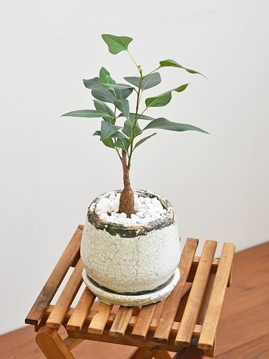 ブラキキトン・ポプルネウス 042502 販売・通販 ［詳細ページ］ *tree