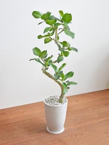 15,000～20,000円 - tree tree ～おしゃれな観葉植物 通販