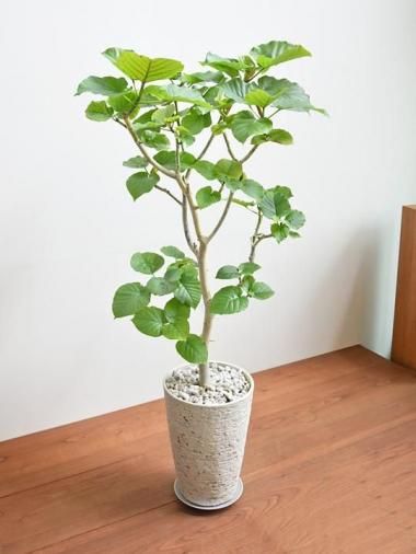 ٥顼<img class='new_mark_img2' src='https://img.shop-pro.jp/img/new/icons15.gif' style='border:none;display:inline;margin:0px;padding:0px;width:auto;' />