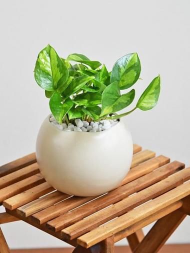 ポトス - tree tree ～おしゃれな観葉植物 通販/interior plants