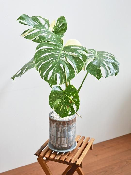 ①現品販売です！大株で綺麗な斑入りのモンステラ・タイコンステ