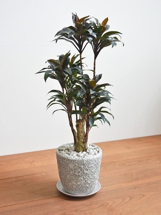 観葉植物 コルジリネ・ターミナリスパープルコンパクタ 8号鉢 120センチ 現物 観葉植物 コルジリネ・ターミナリスパープルコンパクタ 8号鉢 120