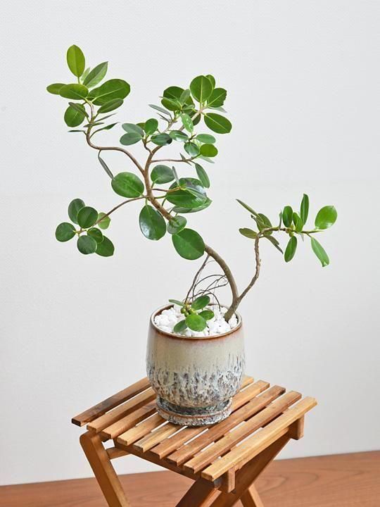 パンダガジュマル 042501 販売・通販［詳細ページ］ *tree tree*