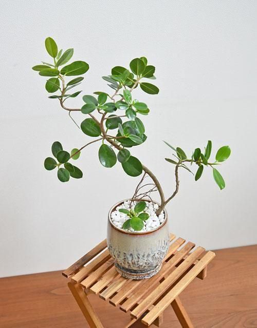 パンダガジュマル 042501 販売・通販［詳細ページ］ *tree tree*