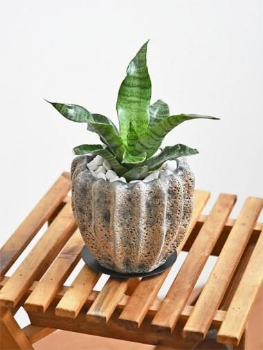 サンスベリア 特大サイズ 美形 観葉植物 カッシーナ ボー