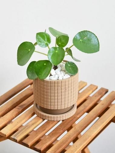 30cm - tree tree ~おしゃれな観葉植物 通販/interior plants 30cm - tree tree ~おしゃれな観葉植物 通販/interior plants