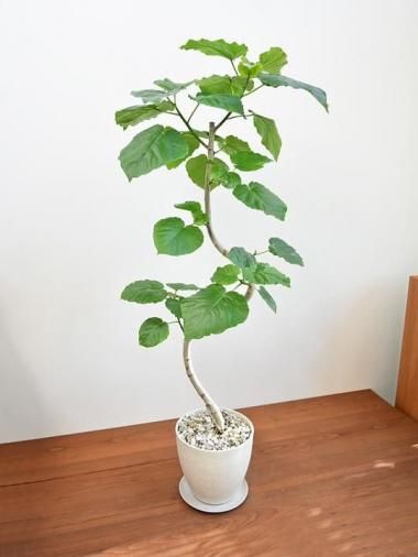 140～200cm - tree tree ～おしゃれな観葉植物 通販/interior