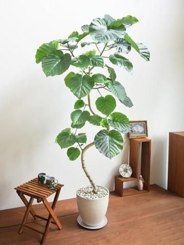 ٥顼<img class='new_mark_img2' src='https://img.shop-pro.jp/img/new/icons15.gif' style='border:none;display:inline;margin:0px;padding:0px;width:auto;' />